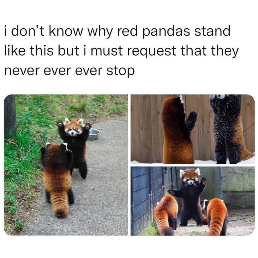 Panda 1.jpg